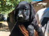 6 chiots Labradors LOF à vendre