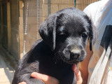 6 chiots Labradors LOF à vendre