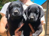 6 chiots Labradors LOF à vendre