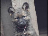 À vendre : 4 chiots Bergers Allemands non LOF