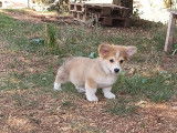 &Agrave; vendre : un chiot m&acirc;le Welsh Corgi Pembroke LOF