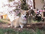 &Agrave; vendre : un chiot m&acirc;le Welsh Corgi Pembroke LOF