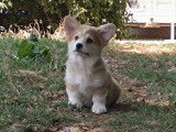 &Agrave; vendre : un chiot m&acirc;le Welsh Corgi Pembroke LOF