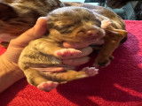 Magnifique chiot Chihuahua à vendre