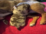 Magnifique chiot Chihuahua à vendre