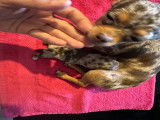 Magnifique chiot Chihuahua à vendre