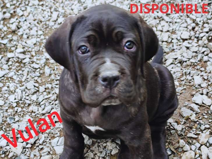 ChioCane Corso à vendre