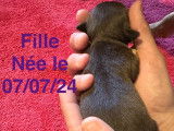 Adorable chiots Chihuahuas à vendre