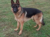 Mâle Berger Allemand disponible pour saillie