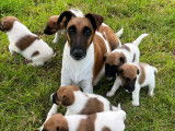Chiots Fox Terrier à poil lisse à vendre