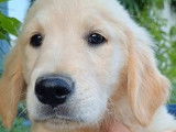 À vendre : un chiot mâle Golden Retriever LOF