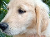 À vendre : un chiot mâle Golden Retriever LOF