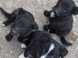 6 chiots Border Collies LOF à réserver