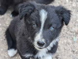 6 chiots Border Collies LOF à réserver