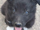 6 chiots Border Collies LOF à réserver