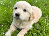 À vendre 1 chiot Golden Retriever femelle LOF