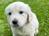 À vendre 1 chiot Golden Retriever femelle LOF