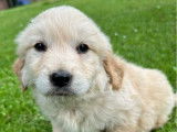 À vendre 1 chiot Golden Retriever femelle LOF