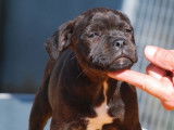 À acheter 2 chiots Staffordshire Bull Terrier LOF