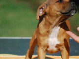 À acheter 2 chiots Staffordshire Bull Terrier LOF
