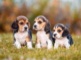 7 chiots Beagles LOF disponibles à la réservation