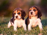 7 chiots Beagles LOF disponibles à la réservation