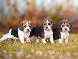 7 chiots Beagles LOF disponibles à la réservation