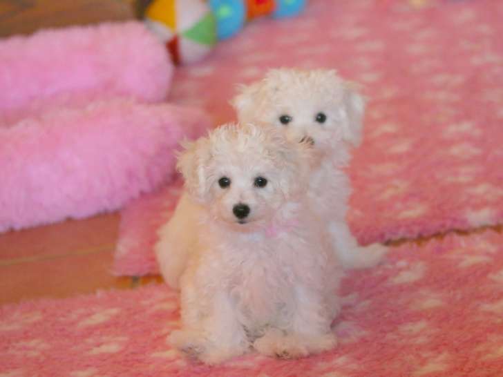 4 chiots Bichons Frisés LOF disponibles de suite
