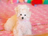 4 chiots Bichons Frisés LOF disponibles de suite
