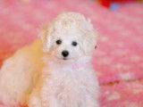 4 chiots Bichons Frisés LOF disponibles de suite