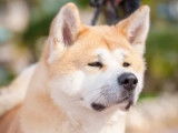 Mâle Akita Inu LOF disponible pour saillie