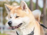 Mâle Akita Inu LOF disponible pour saillie