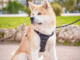 Mâle Akita Inu LOF disponible pour saillie