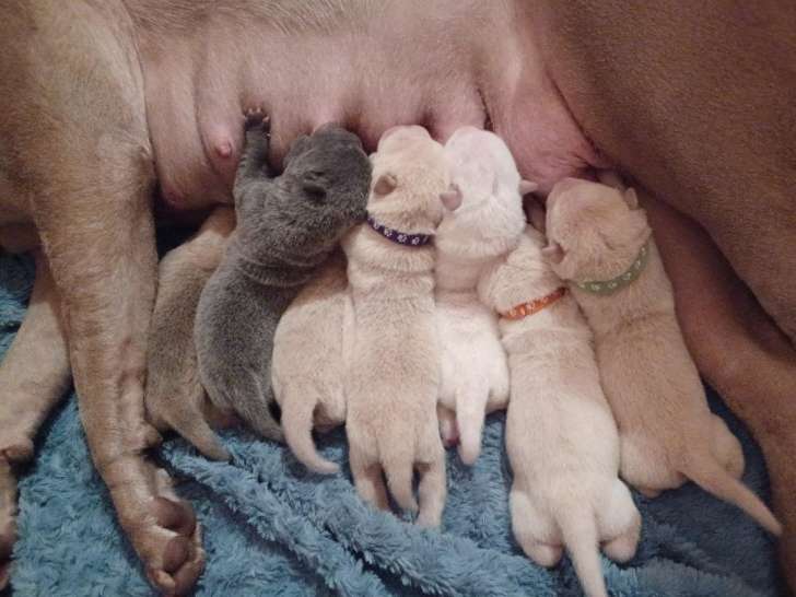 Chiots Shar-Pëï LOF de belles lignées