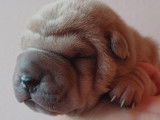 Chiots Shar-Pëï LOF de belles lignées
