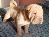 Chiots Shar-Pëï LOF de belles lignées
