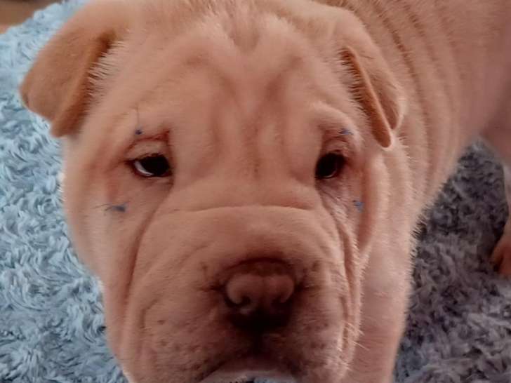 Chiots Shar-Pëï LOF de belles lignées