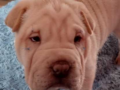 Chiots Shar-P&euml;&iuml; LOF de belles lign&eacute;es