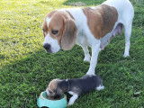 Chiots Beagle élevés en famille