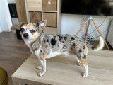 Chihuahua bleu merle disponible pour saillie dans 95