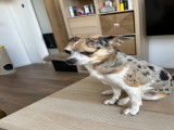 Chihuahua bleu merle disponible pour saillie dans 95