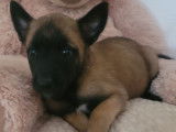 Des chiots Bergers Belges Malinois à réserver (LOF)