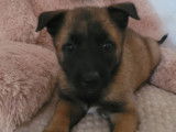 Des chiots Bergers Belges Malinois à réserver (LOF)