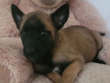 Des chiots Bergers Belges Malinois à réserver (LOF)