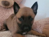 Des chiots Bergers Belges Malinois à réserver (LOF)