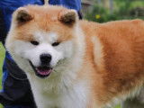 Un chien Akita Inu de 4 ans à vendre (LOF)