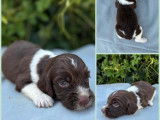 7 chiots Springers Anglais LOF à réserver