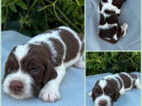 7 chiots Springers Anglais LOF à réserver