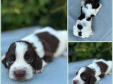 7 chiots Springers Anglais LOF à réserver