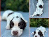 7 chiots Springers Anglais LOF à réserver